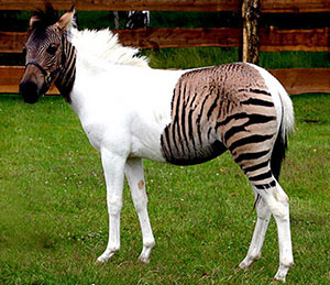 ZebraHorse