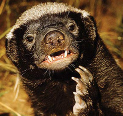 Video: Probably The Most 30 Seconds Of Honey Badger You'll Ever See