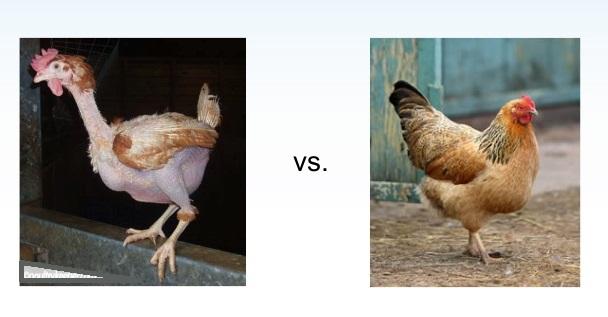 emociones comparativa gallinas