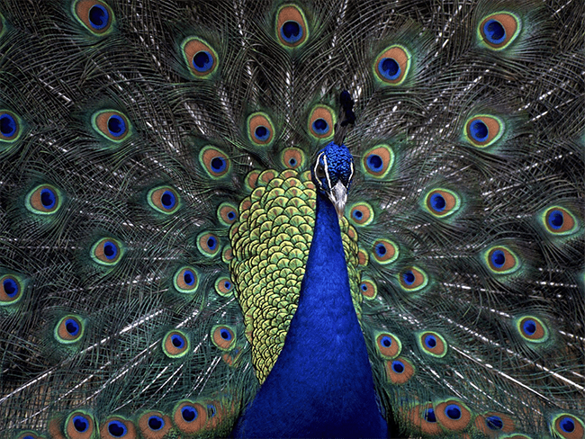 peacock-poor-attention-ratio